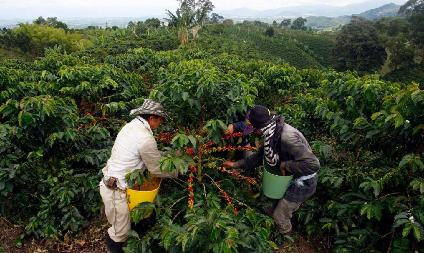 El agro lidera el crecimiento económico en 2025 y le devuelve el aliento al país rural