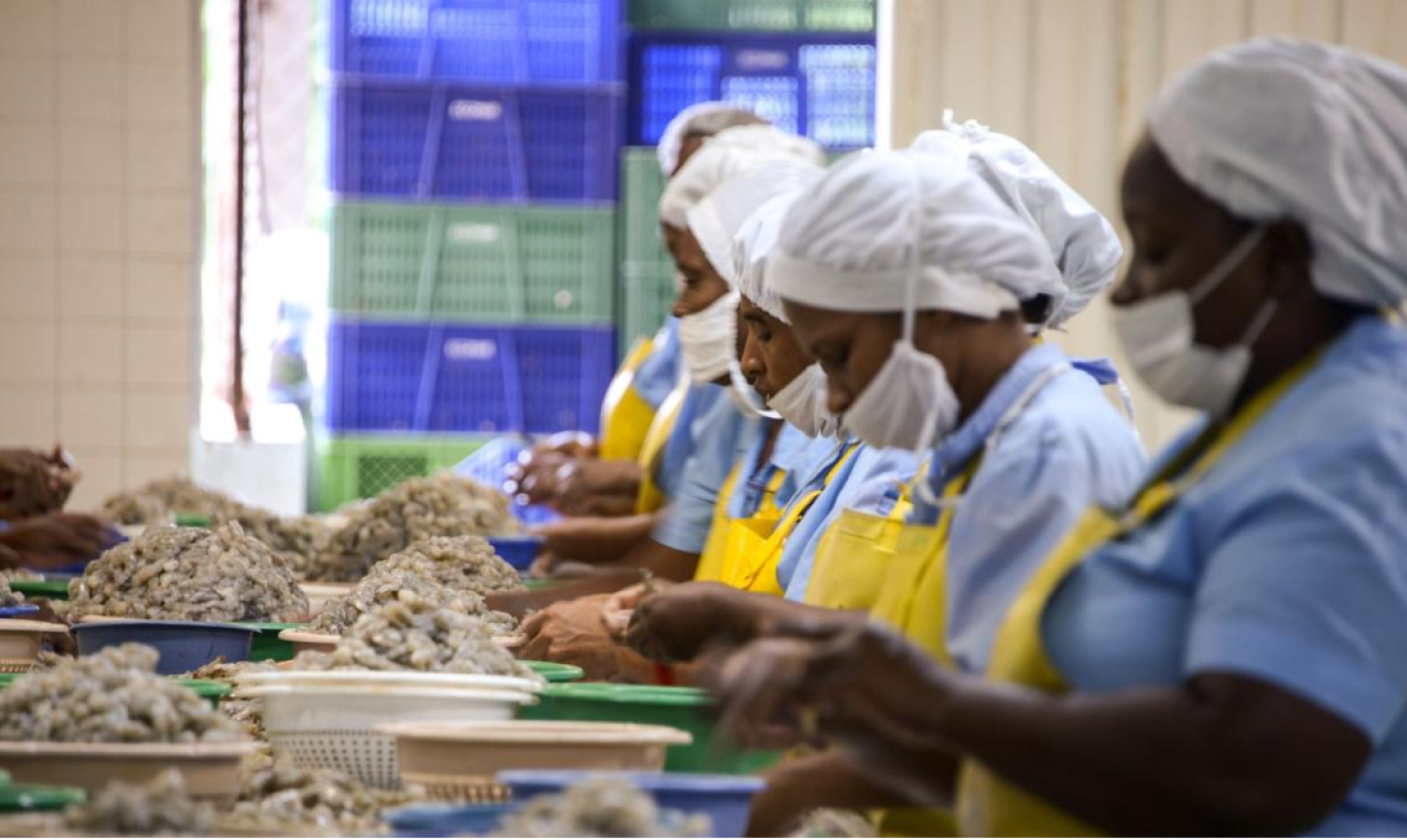 Tumaco impulsa el renacer de su industria camaronera como símbolo de sostenibilidad y desarrollo