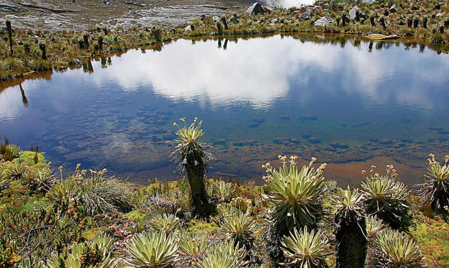 Spotify y naturaleza: cómo las reproducciones musicales ayudan a salvar ecosistemas colombianos
