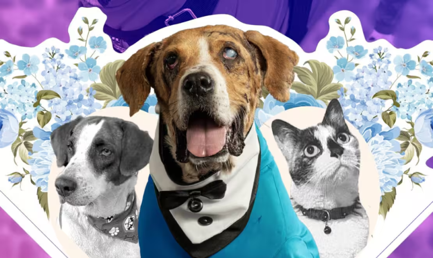 Colombia da un paso histórico por los derechos de los animales: Petro firma las leyes Ángel y Lorenzo