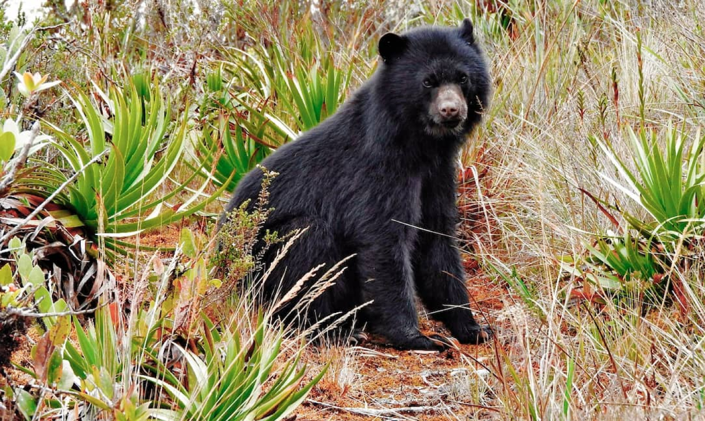 Ecosistemas saludables: oso andino juguetea en el corazón de Chingaza