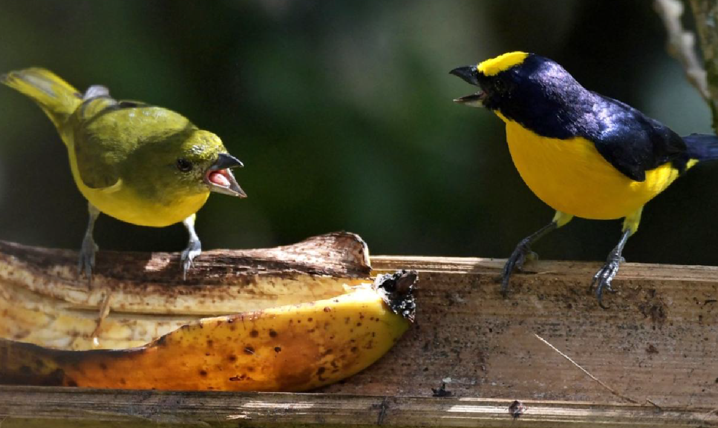 Himno de la biodiversidad: el tributo sonoro de Colombia en la COP16