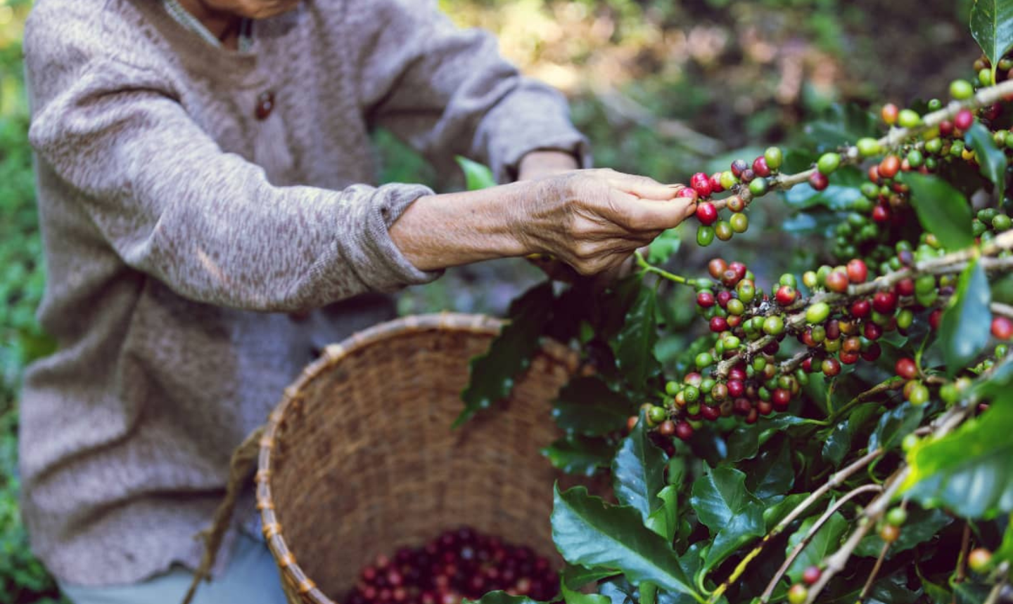 Cosecha de oro: Colombia rompe récord histórico con su mayor cosecha de café en tres décadas