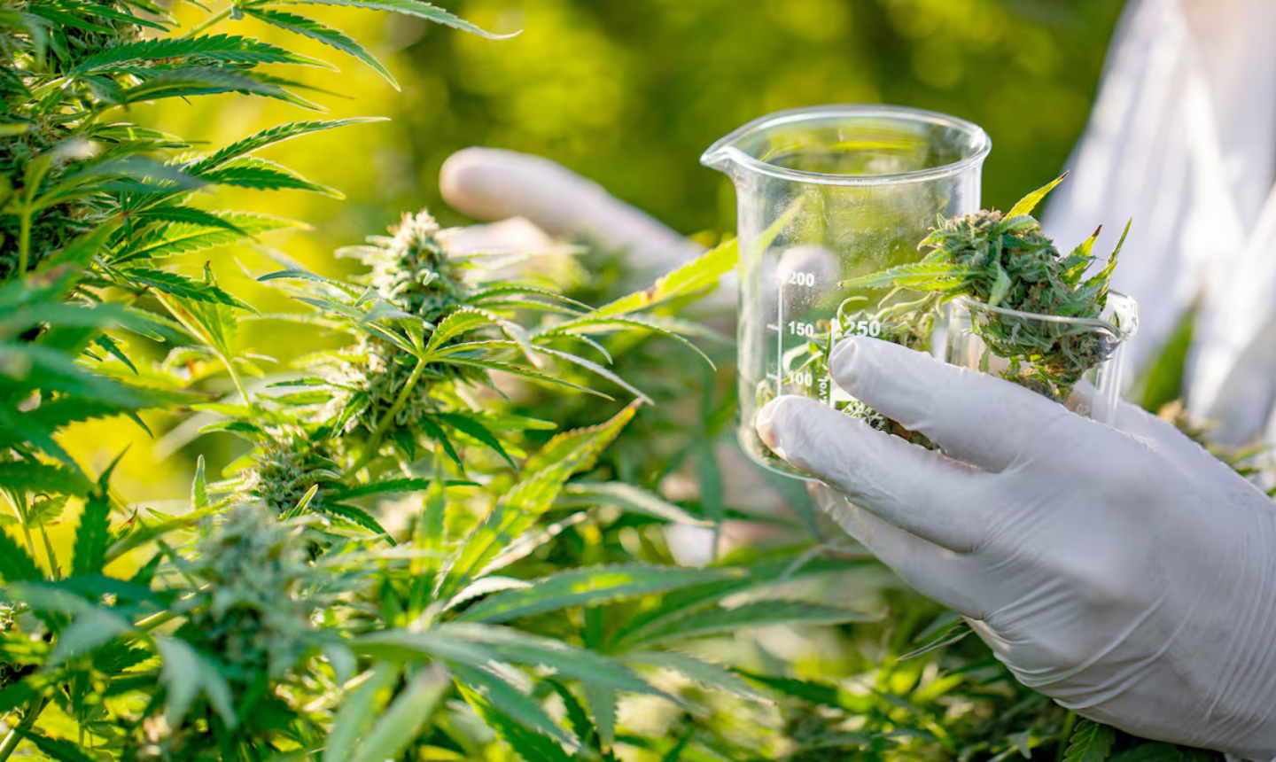 Colombia legaliza la venta de cannabis medicinal: farmacias podrán vender con receta médica