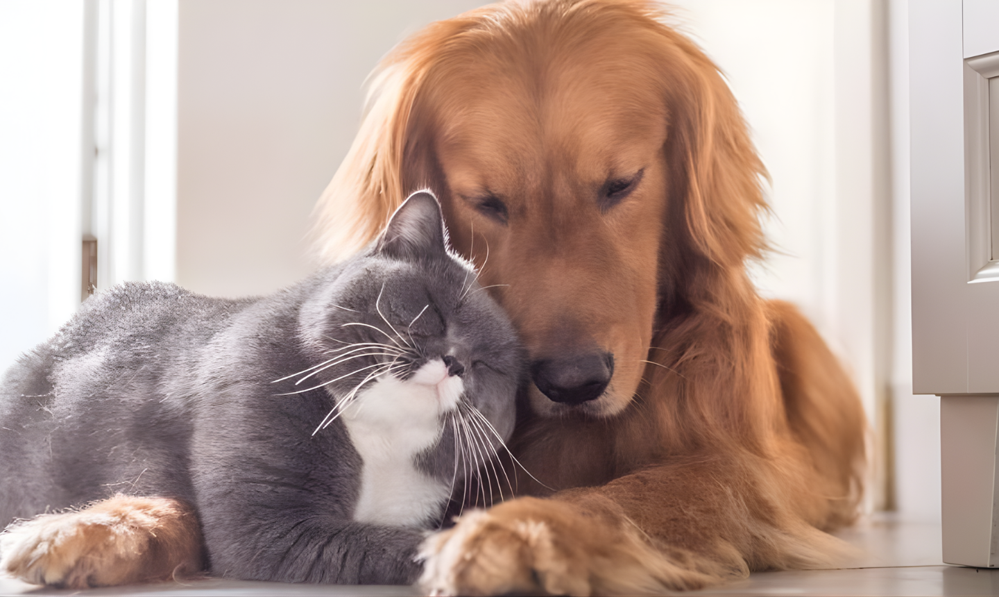 Proyecto de ley “Huellas Vivas” busca que el Soat cubra atención veterinaria a animales atropellados