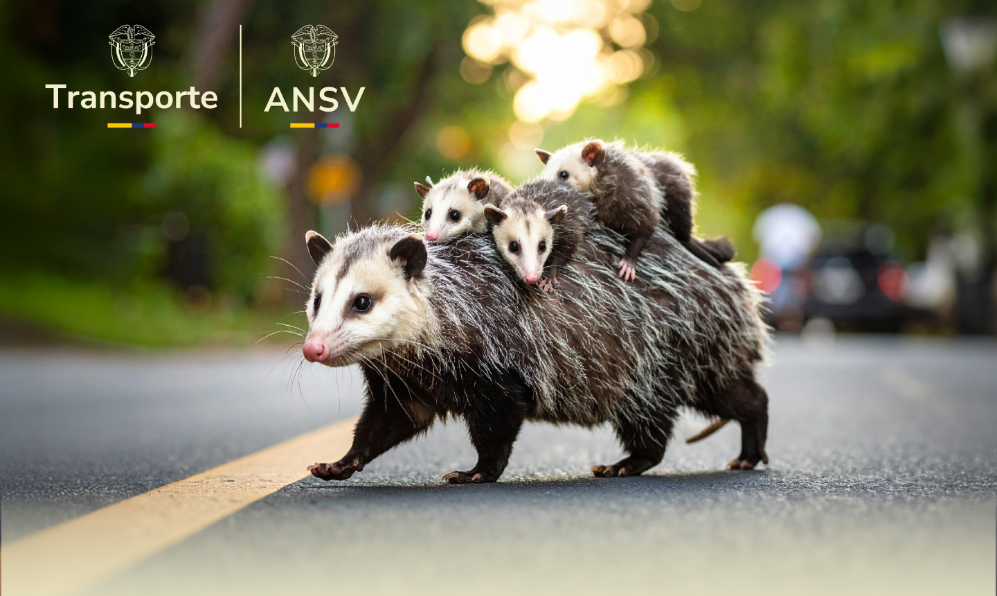 Rutas Vivas: la estrategia de la ANVS que busca salvar vidas humanas y animales en las vías