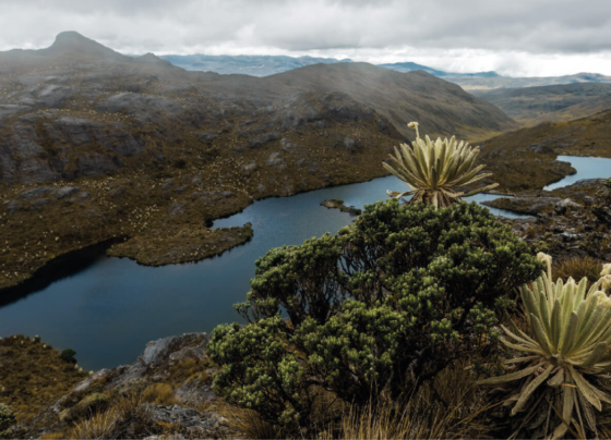 Páramo de Santurbán